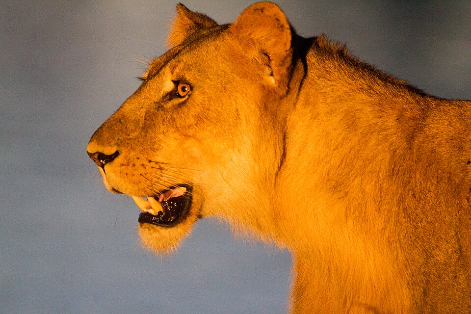 Sunset lion, South Luangwa National Park (51871597808).jpg