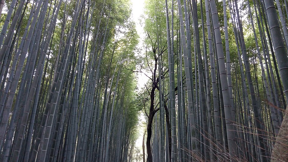 Bamboo Forest - Kyoto (29506572012).jpg