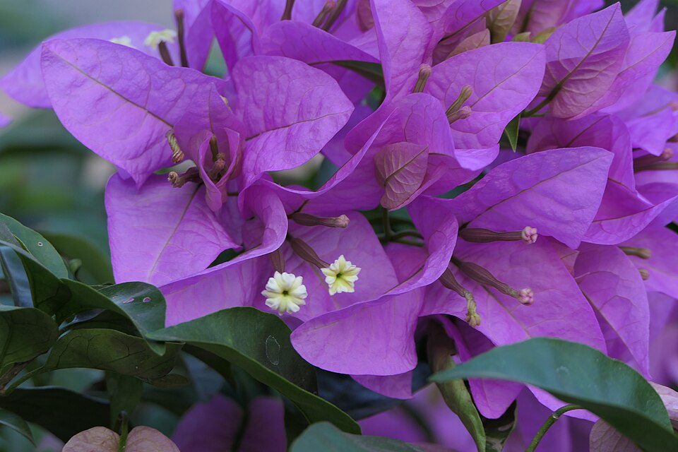 Bougainvillea sp. (51691359864).jpg