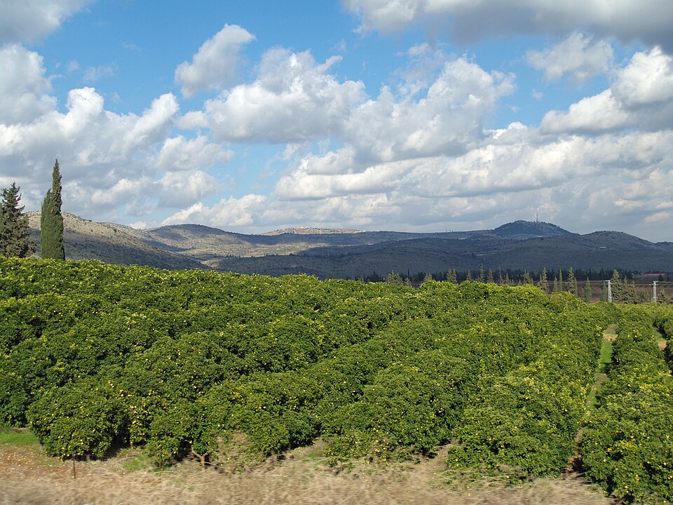 Lemon Orchard in the Galilee by David Shankbone.jpg
