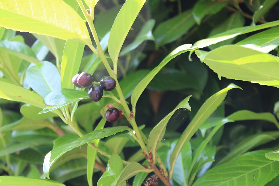 Prunus laurocerasus, Common laurel 7530.jpg
