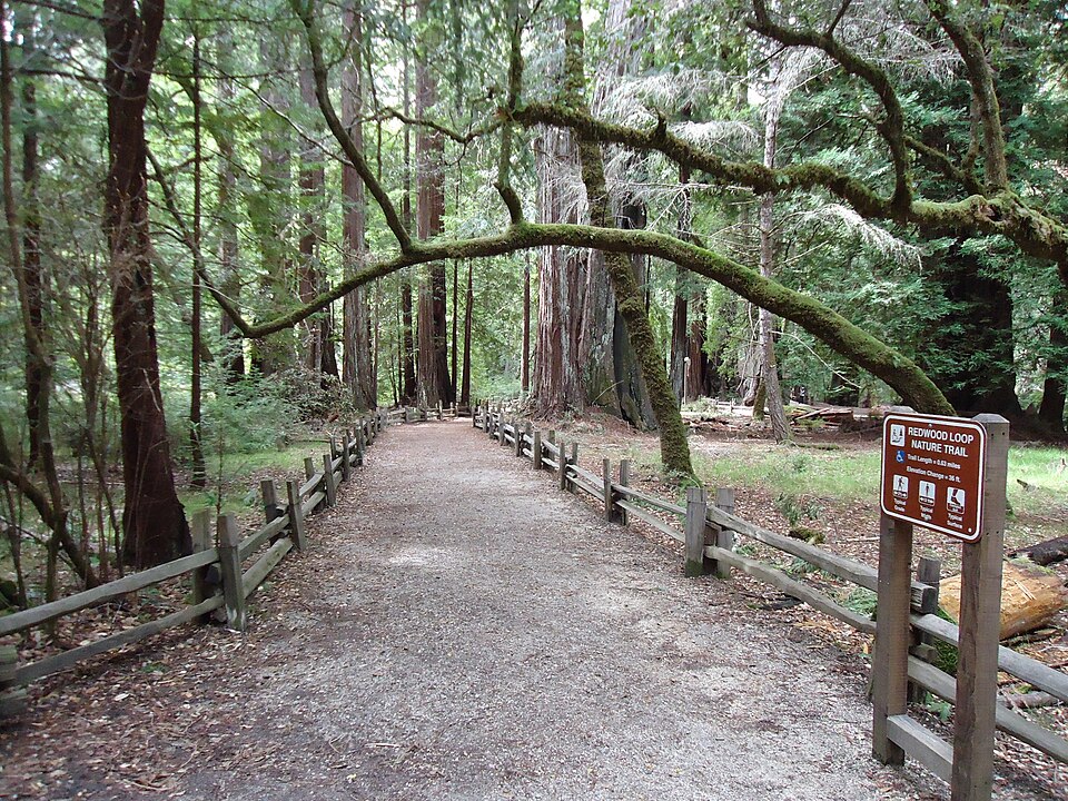 California redwood trees nature trail path.JPG