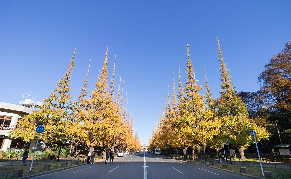 2019 Jingu Gaien Ginkgo Street in Autumn.jpg