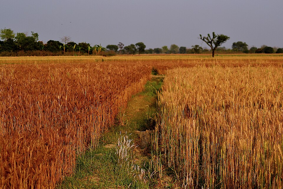 Golden wheat field 2.jpg