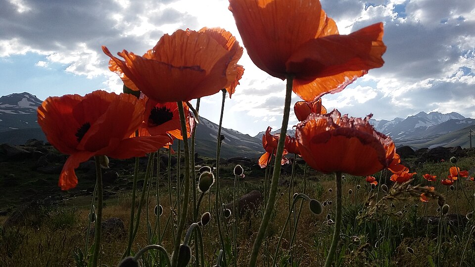 Papaver Rhoeas Far-gh 01.jpg