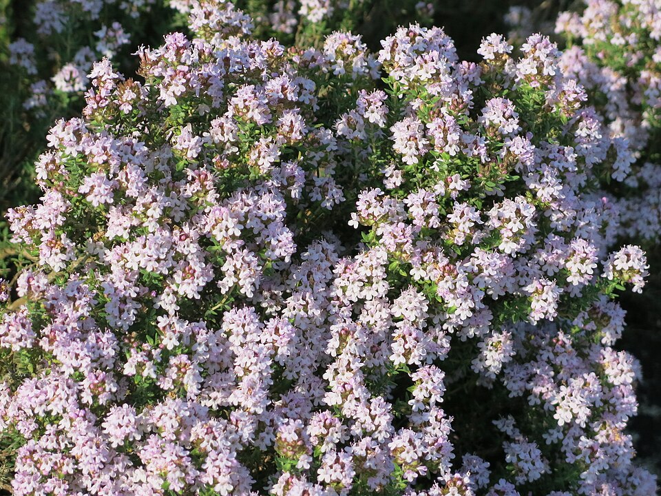 Thymus vulgaris in garden (2018) 3.jpg
