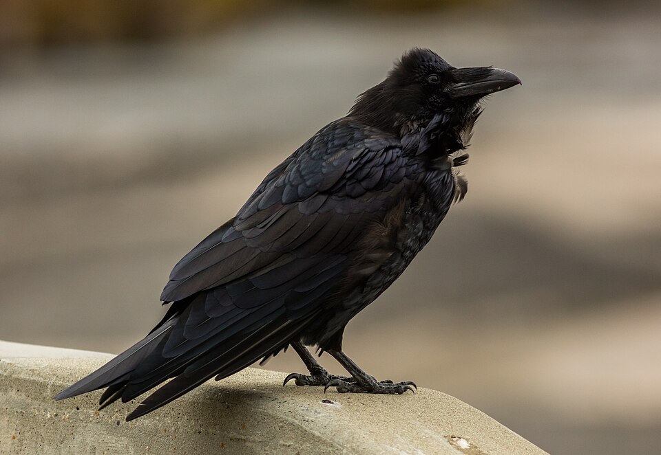 Cuervo grande (Corvus corax), Parque nacional y reserva Denali, Alaska, Estados Unidos, 2017-08-29, DD 114.jpg