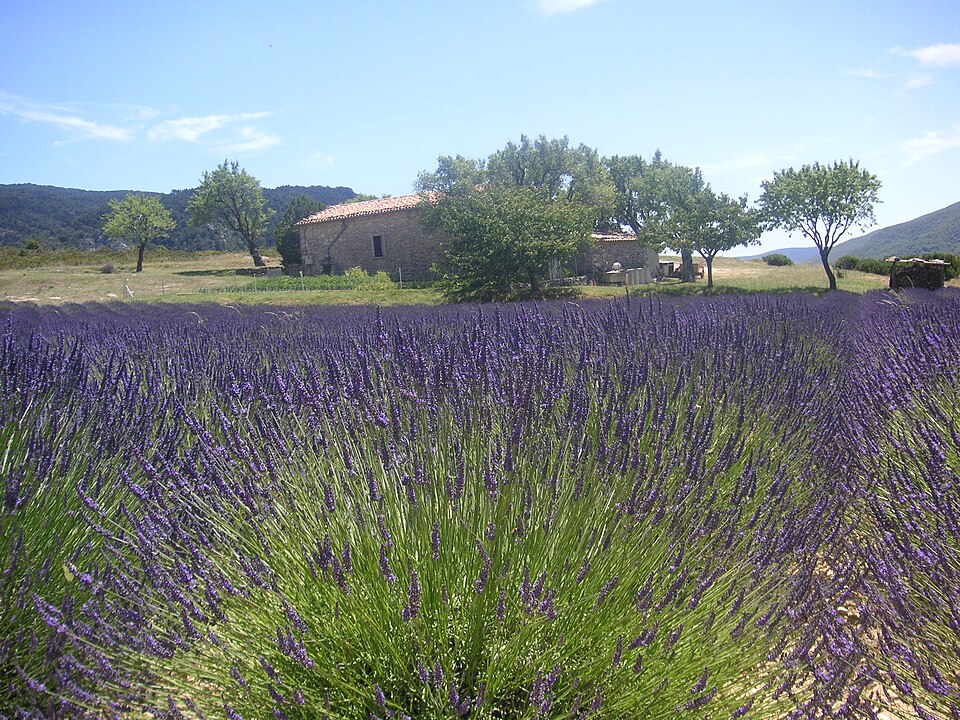 Lavender Field Provence France 021.JPG