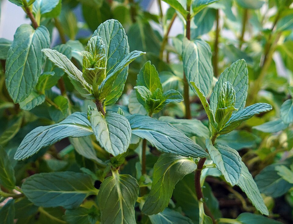 Mint leaves (Mentha spicata).jpg