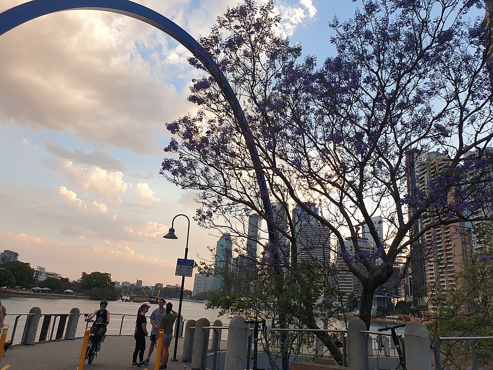 Jacaranda in bloom.jpg