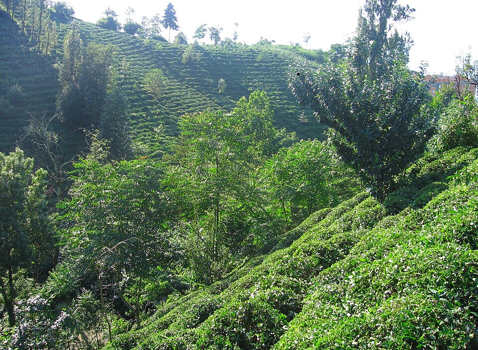 Rize Tea Plantation 2005-jk.jpg