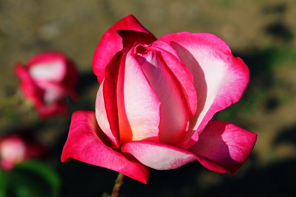 Pink rose–IMG 6796 02.jpg