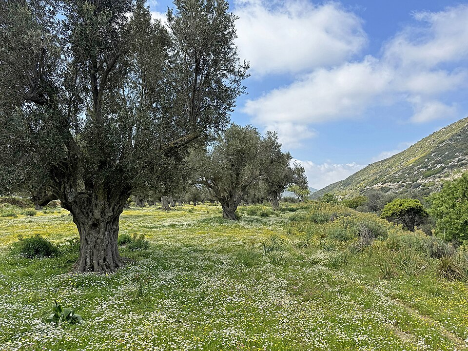 Naxos Olive Groves.jpg